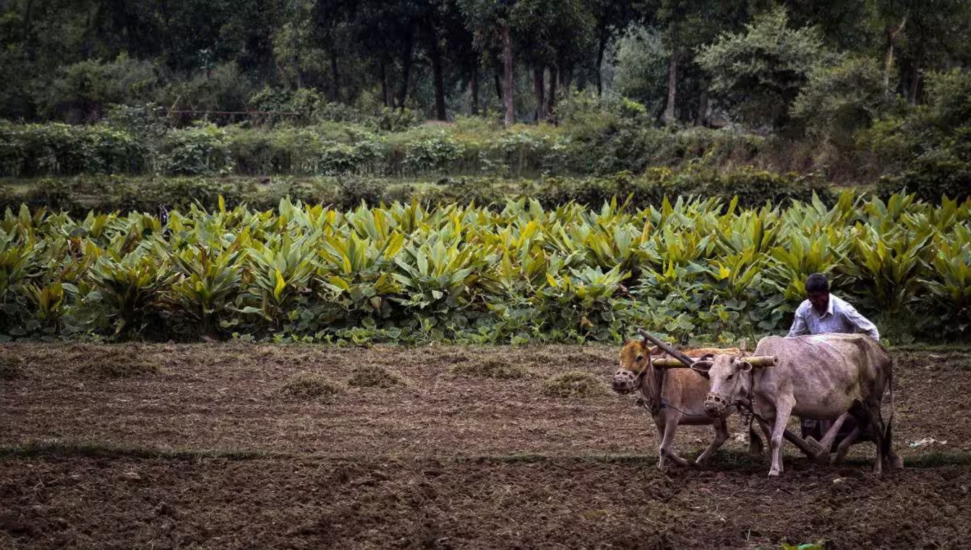 Pradhan Mantri Dhan-Dhanya Krishi Yojana: किसानों के लिए उम्मीद की नई किरण